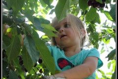 Picking The Top Of The Tree